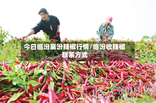 今日临汾襄汾辣椒行情/临汾收辣椒联系方式