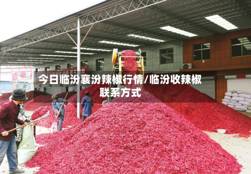 今日临汾襄汾辣椒行情/临汾收辣椒联系方式-第2张图片