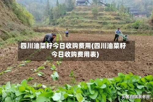四川油菜籽今日收购费用(四川油菜籽今日收购费用表)