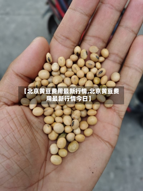 【北京黄豆费用最新行情,北京黄豆费用最新行情今日】