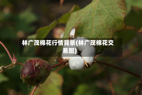 林广茂棉花行情背景(林广茂棉花交易图)