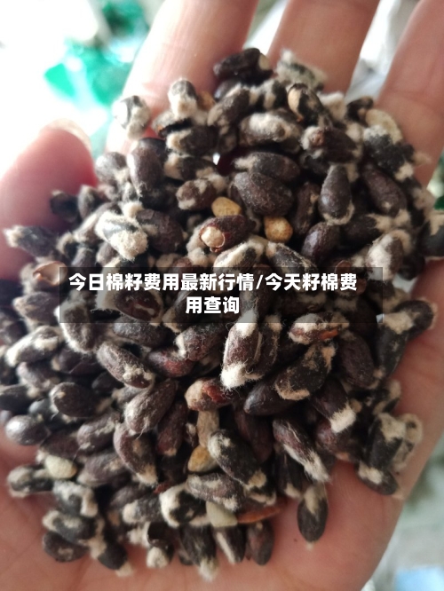 今日棉籽费用最新行情/今天籽棉费用查询