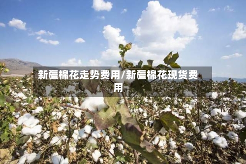 新疆棉花走势费用/新疆棉花现货费用