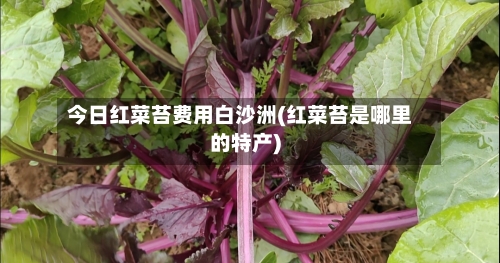 今日红菜苔费用白沙洲(红菜苔是哪里的特产)-第2张图片