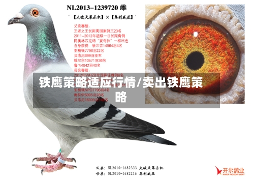 铁鹰策略适应行情/卖出铁鹰策略-第2张图片